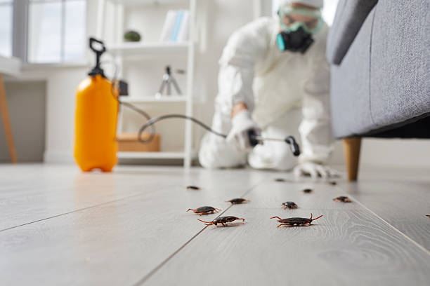 Commercial Rodent Management in Southworth